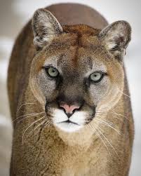 Unleashing the Cougar: Exploring the Allure of Mature Confidence
